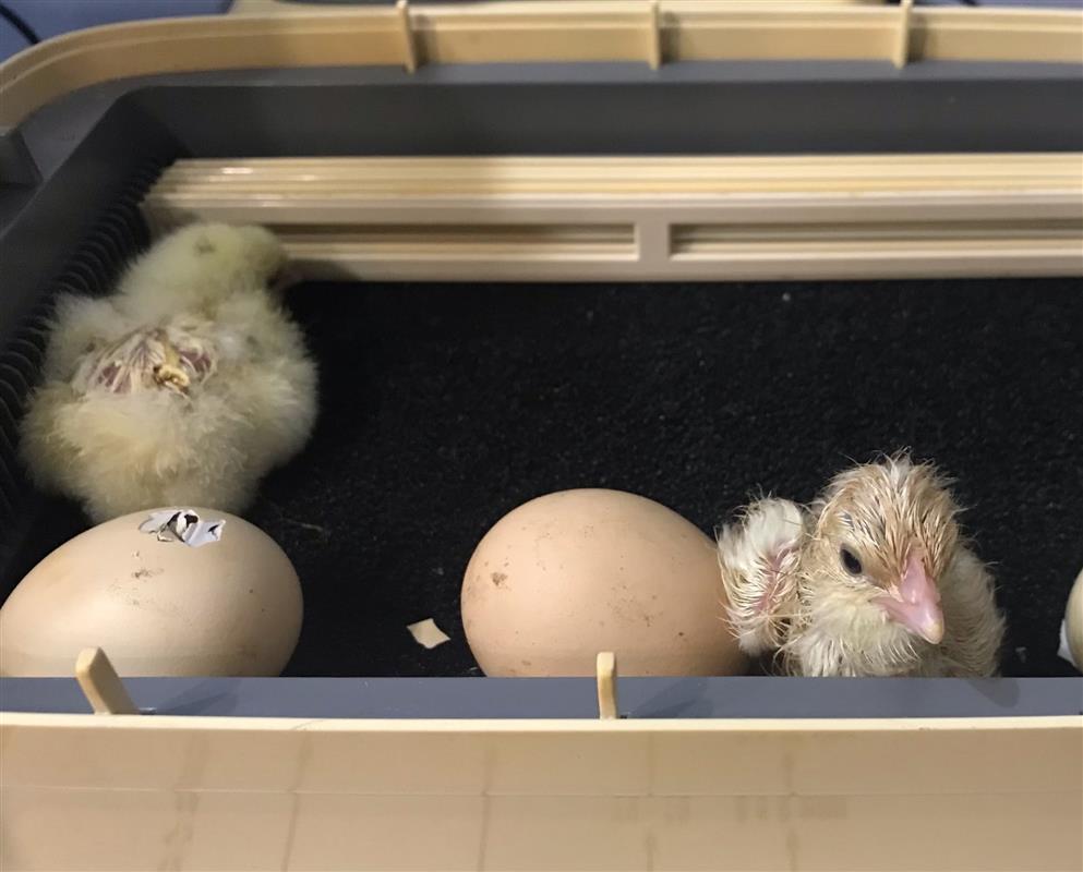 На выставке «От первого яйца» Костромского музея-заповедника вылупились цыплята