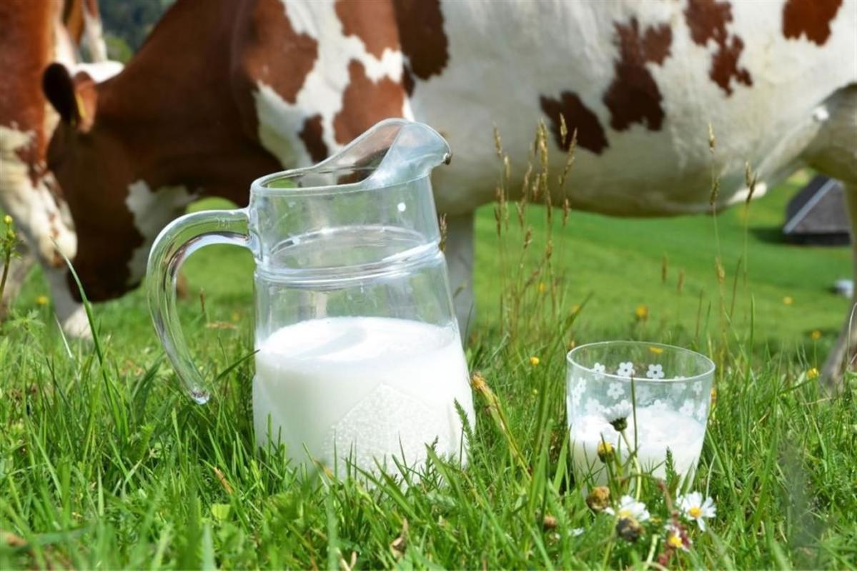 Костромскую область включили в ТОП-10 по абсолютному приросту молочной продуктивности
