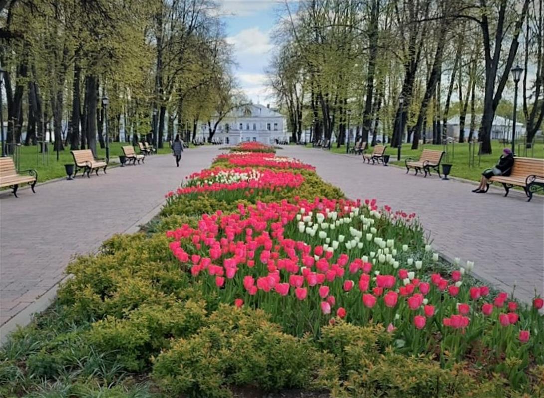 Более 125 тысяч растений украсят клумбы на улицах Костромы
