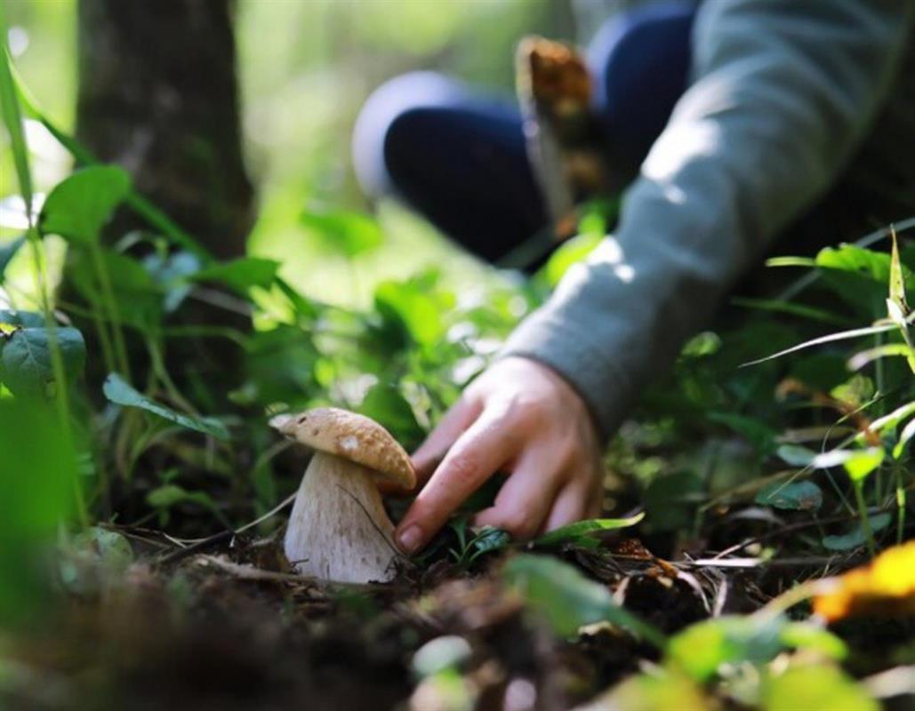 Полицейские разыскали заплутавшую в костромских лесах семью грибников