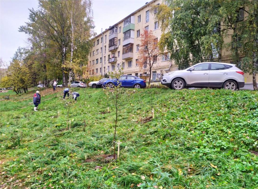 На костромских улицах осенью высадят более 850 саженцев деревьев и кустарников