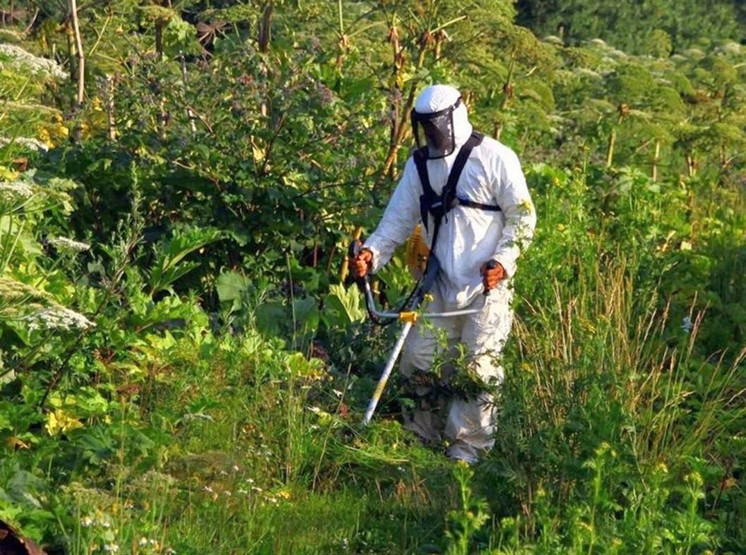 В этом сезоне около 4 гектаров территорий в Костроме обработали от опасного сорняка
