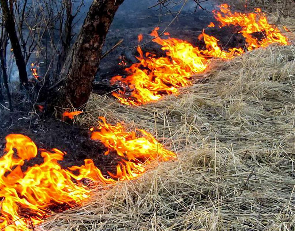 В Костромской области задержали поджигателя сухой травы