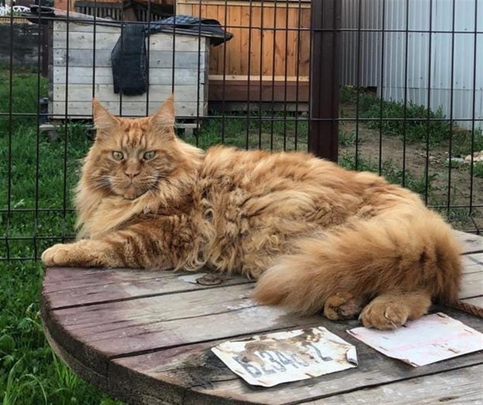 В Костромском районе разыскивают породистого кота Томаса