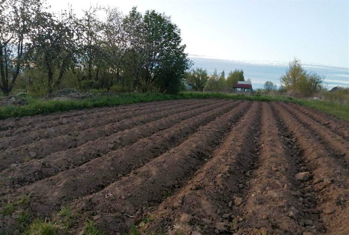 Бесплатную землю под выращивание овощей костромичам будут предоставлять на несколько лет
