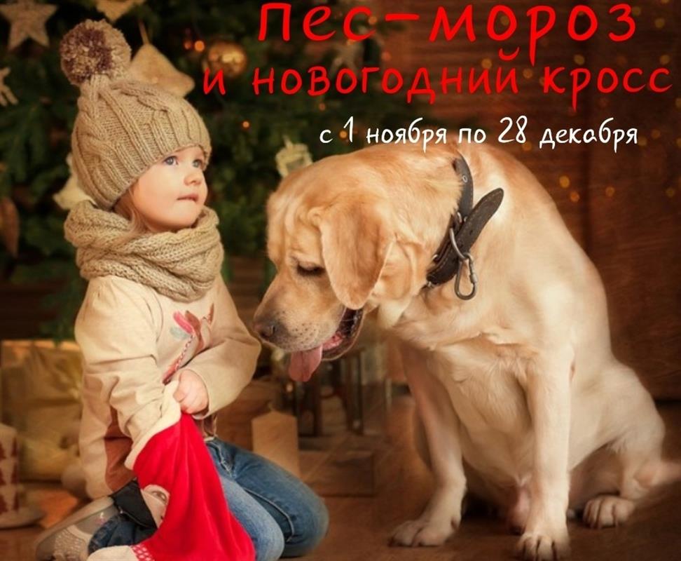 «Пёс Мороз»: в Костроме стартовала новогодняя эстафета помощи пострадавшим животным