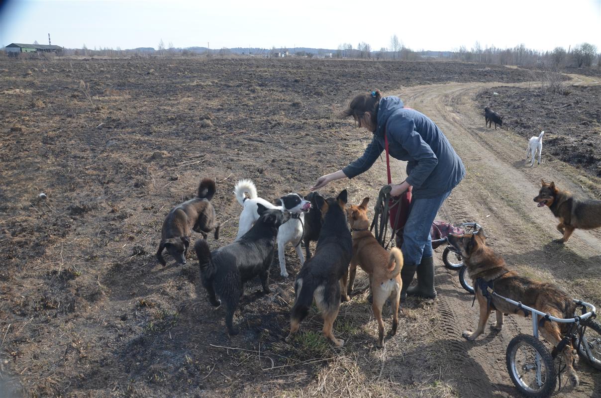 Костромичи собрали для бездомных собак и кошек около миллиона рублей