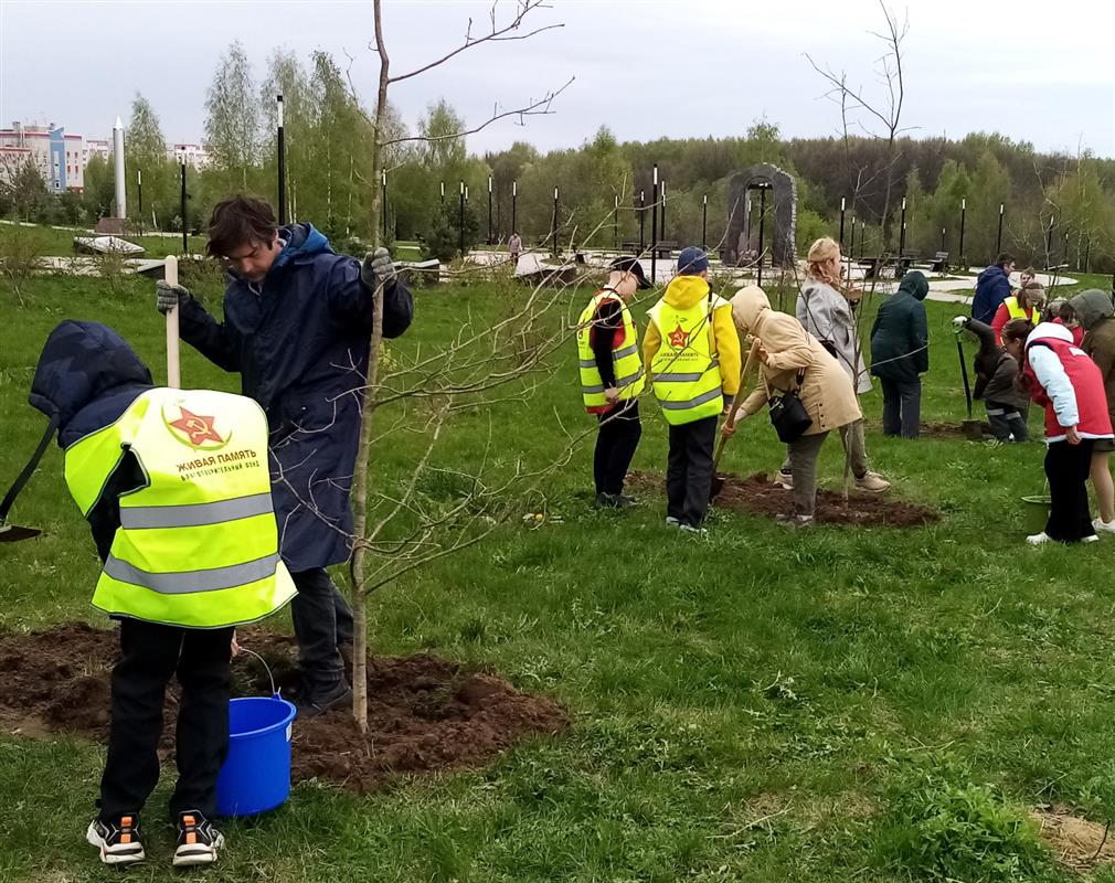 «Живая память поколений»: молодые дубки посадили в костромском парке Победы