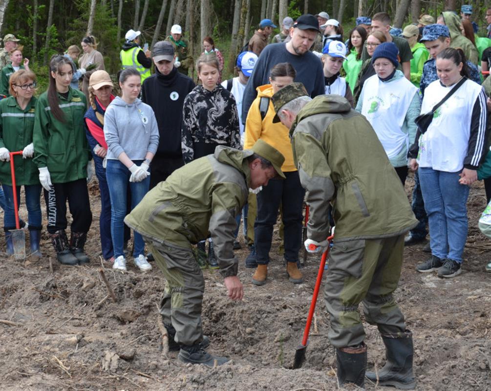 «Сад памяти»: в Костромском районе посадили более восьми тысяч елей