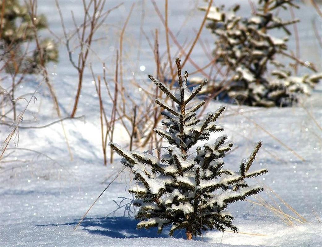 В Костромской области в этом году перевыполнен план по восстановлению лесов

