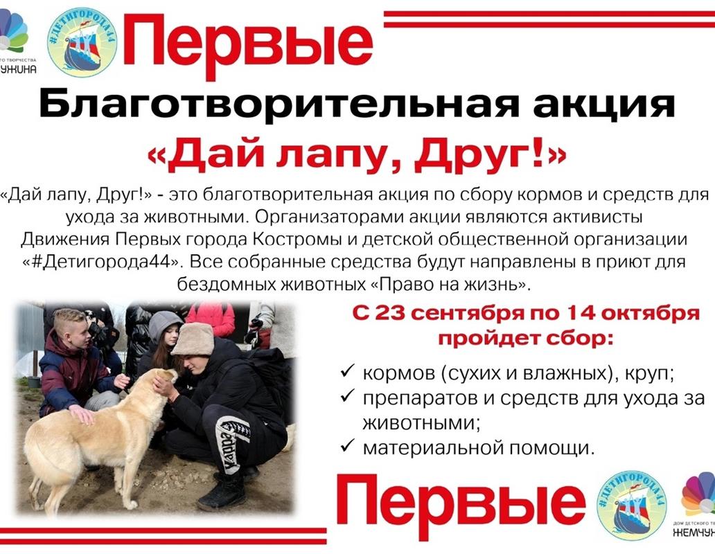 Костромичи помогут бездомным животным в ходе благотворительной акции 
