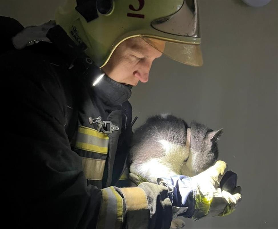 В костромском приюте для животных «Право на жизнь» произошел пожар