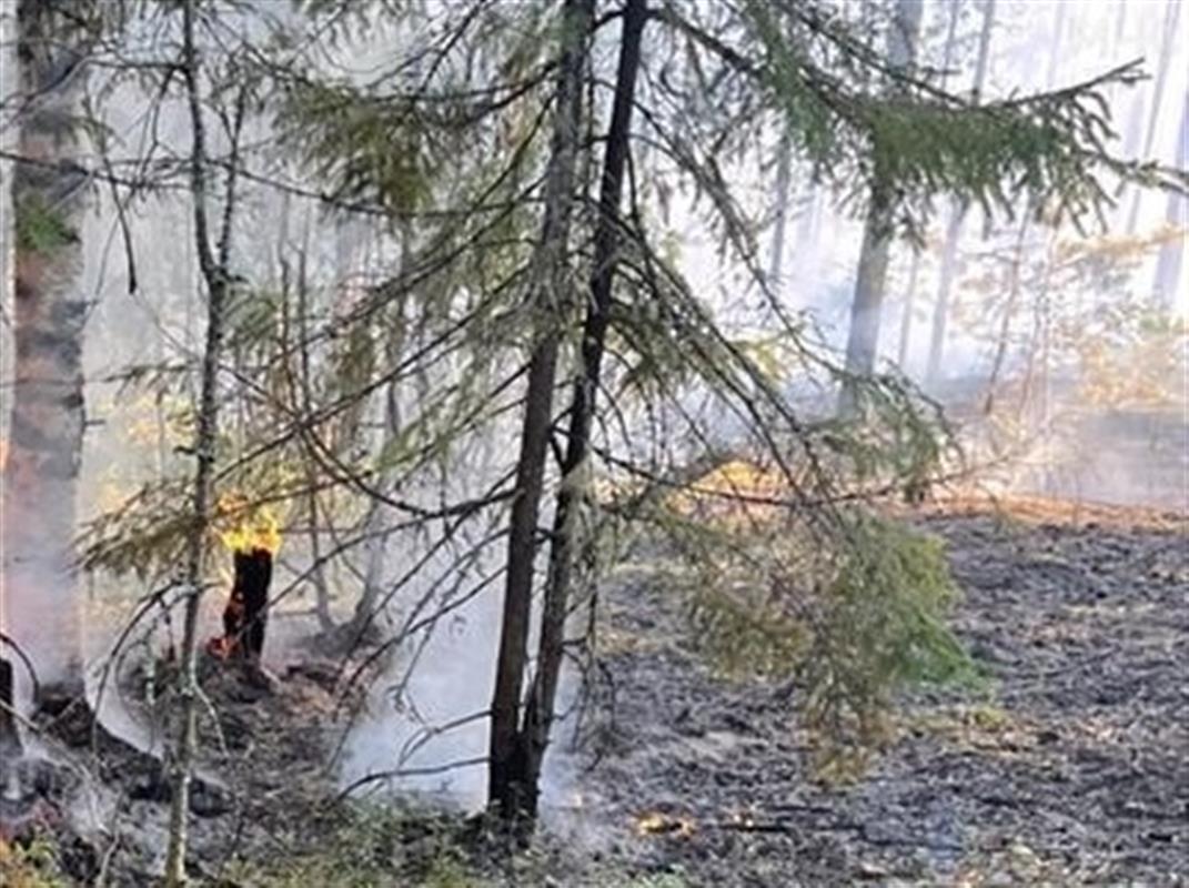 В Костромской области тушат низовой лесной пожар 