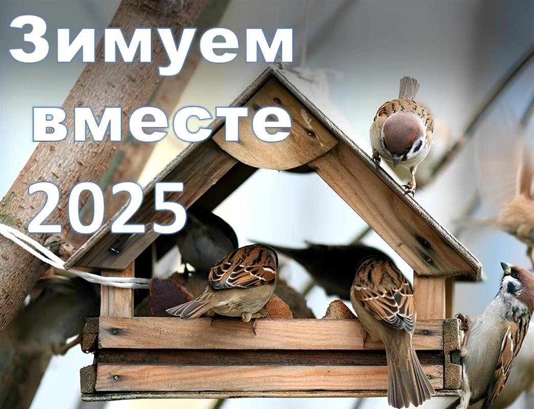 «Зимуем вместе»: костромичам предлагают накормить птиц в ходе доброго конкурса