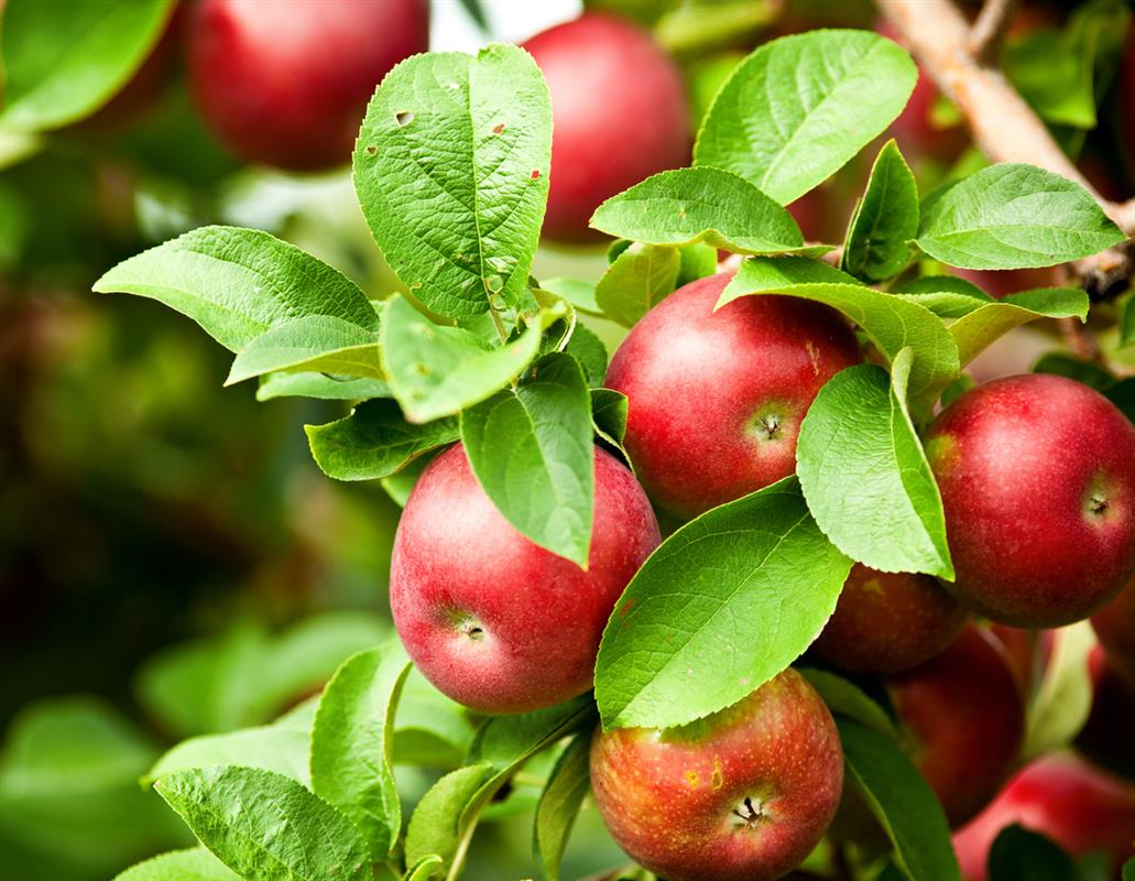 Костромичи могут получить до 200 тысяч рублей за выращивание яблок, вишни и земляники