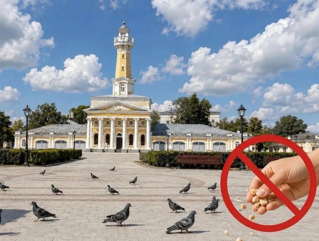 С заботой о голубях: костромичам хотят запретить подкармливать птиц