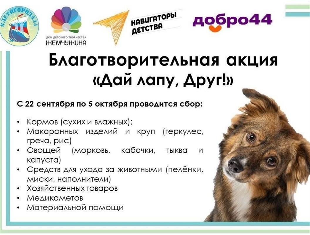В Костроме проходит благотворительная акция «Дай лапу, Друг!»