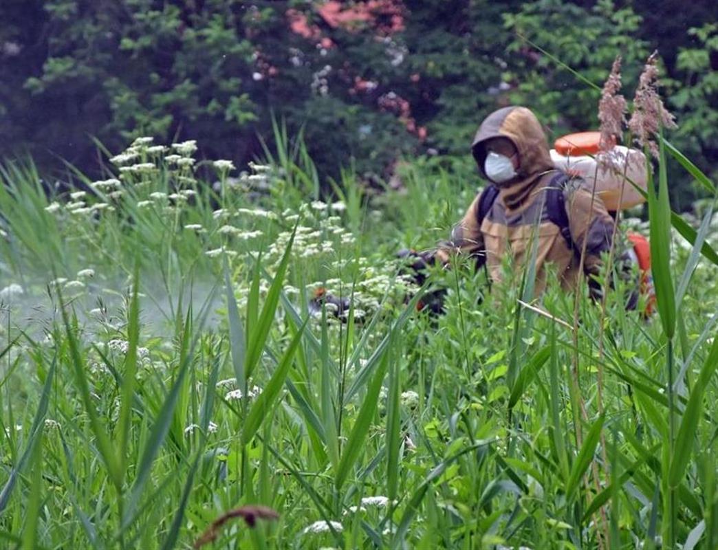 Улицы Костромы очистили от борщевика Сосновского
