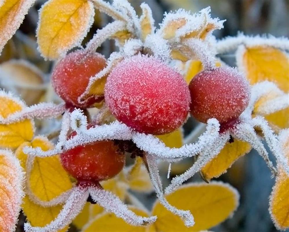 В Костромской области прогнозируются ночные и утренние заморозки
