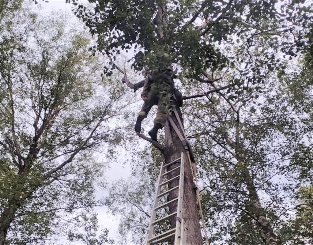 Унесённая ветром: в Костроме спасатели помогли зависшей на дереве парашютистке 