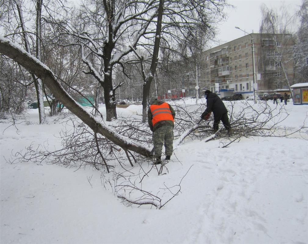 В Костроме проводится санитарная обрезка деревьев
