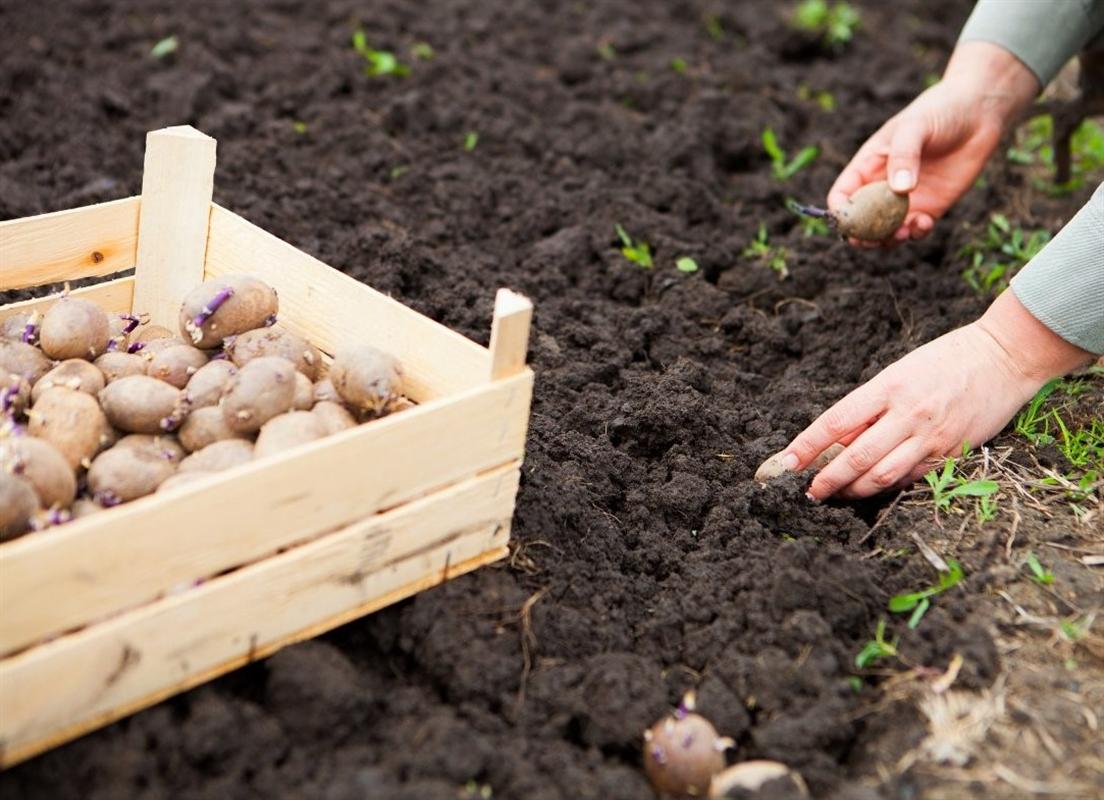 Более 60 семей из Костромы захотели взять землю под выращивание картофеля и овощей