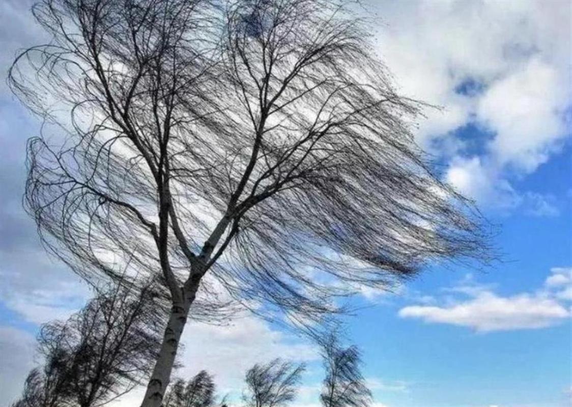Синоптики предупредили об усилении ветра в Костроме