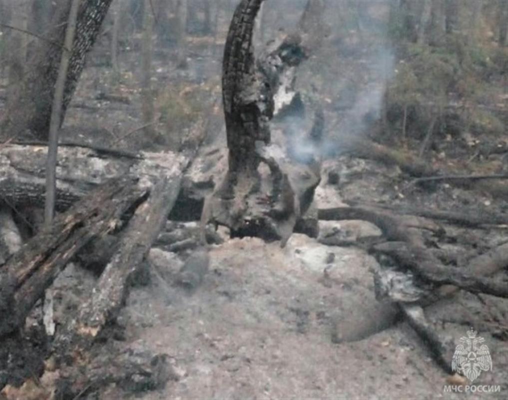 Лесной пожар в Костромской области потушили всего за три часа