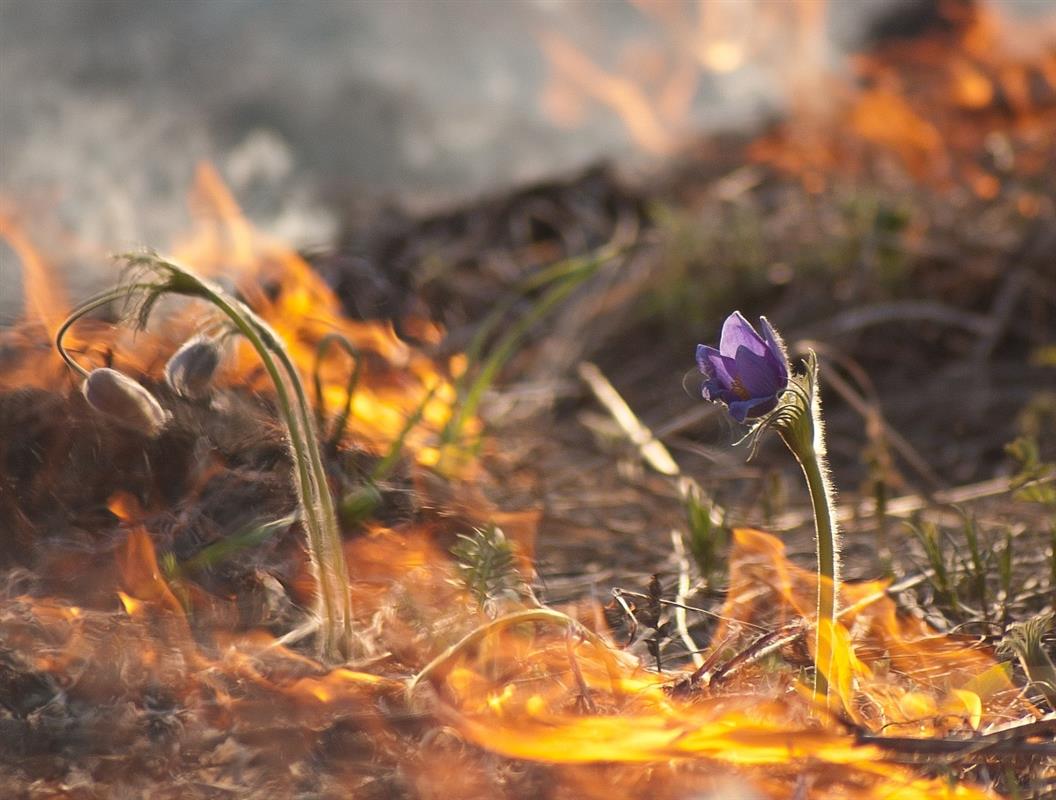 В Костромской области установили личности 10 поджигателей сухой травы: их ждут штрафы