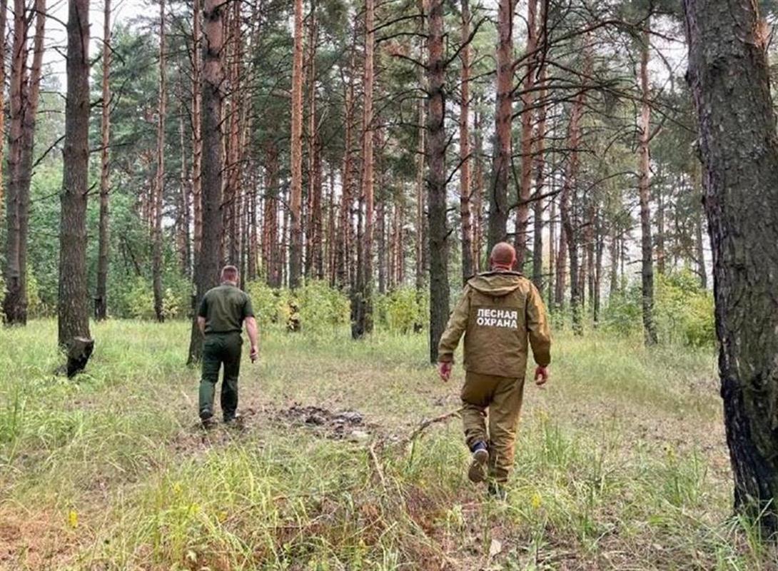 Патрулирование костромских лесов будет усилено в выходные дни