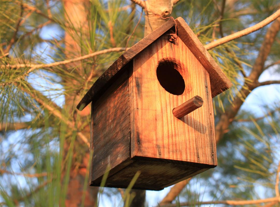 Костромичи смастерят домики для птиц в ходе семейного городского конкурса