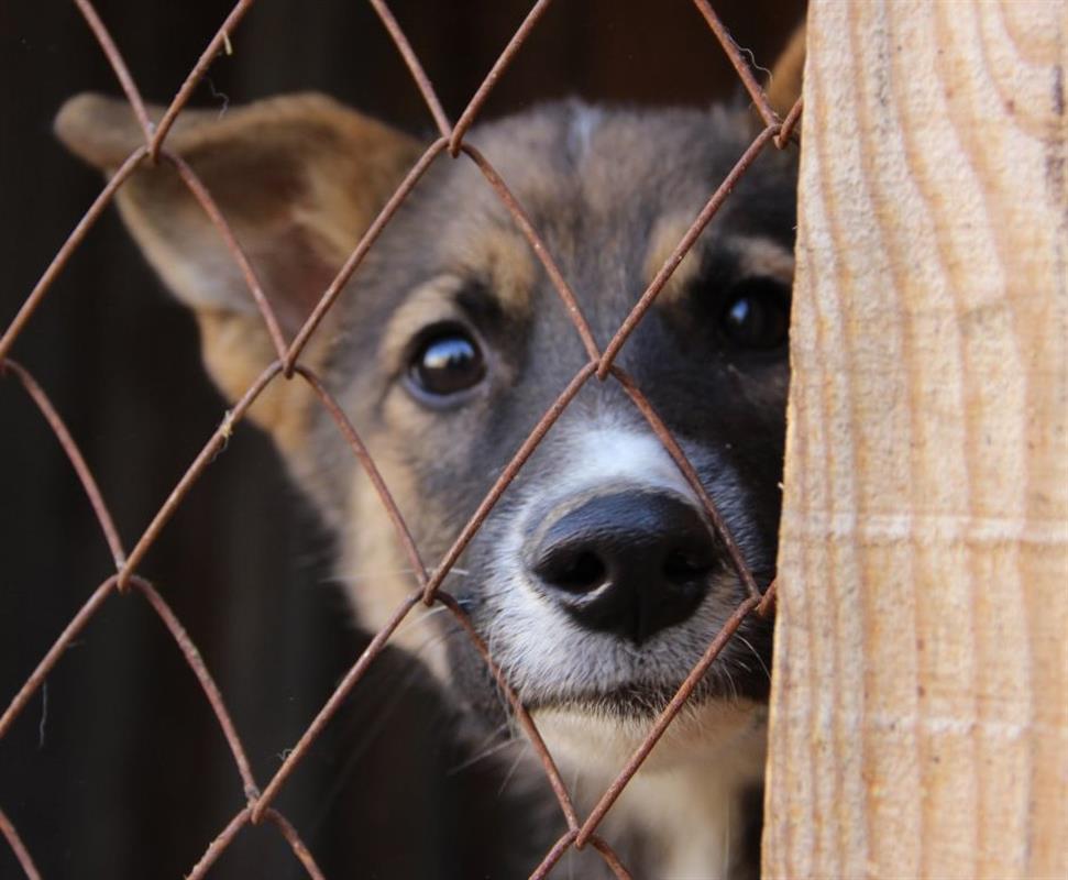 Ситуация с бродячими собаками в жилых районах Костромы взята на особый контроль