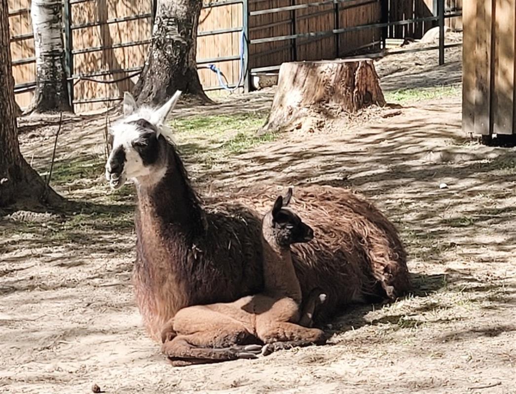 В Костромском зоопарке пополнение - там впервые родилась лама
