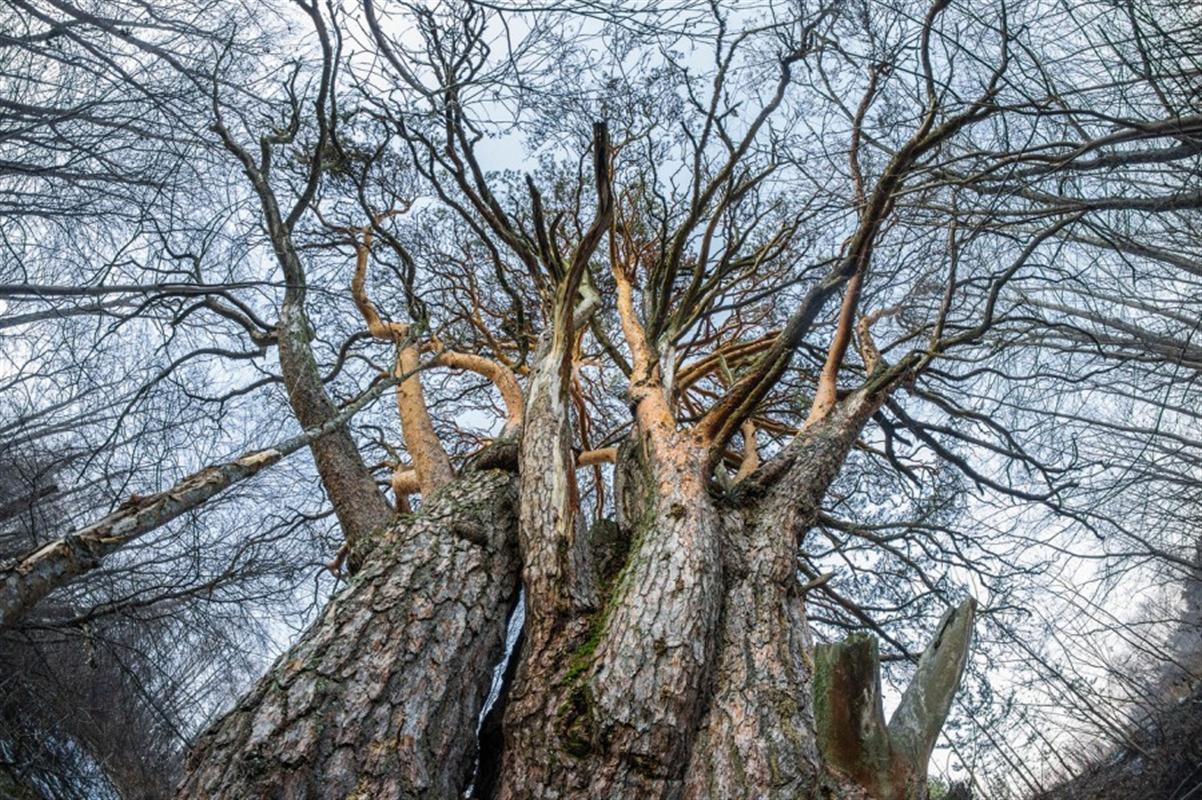 Уникальная сосна из Костромской области может стать «деревом года»
