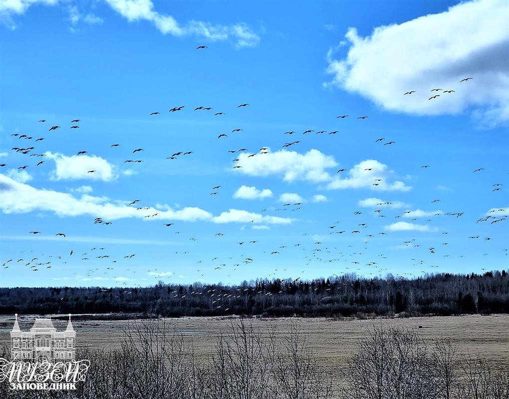 «На крыльях весну принесли»: в Костромскую область прилетели гуси 
