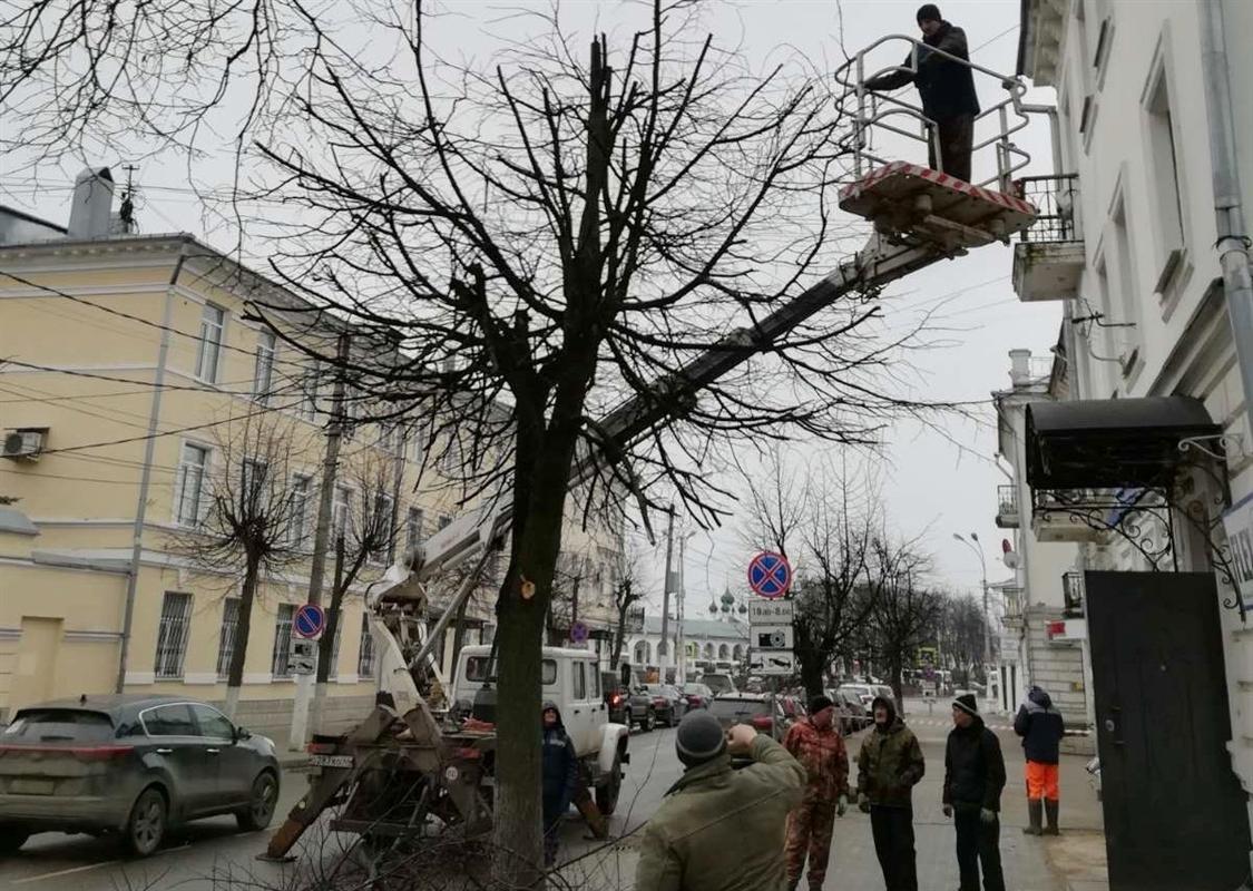 Деревьям в Костроме делают модные стрижки