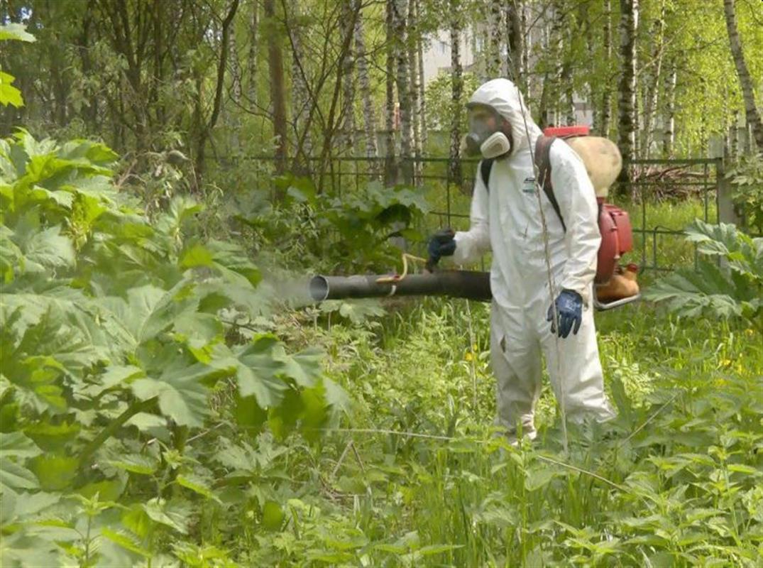 С улиц Костромы удалили опасный борщевик Сосновского
