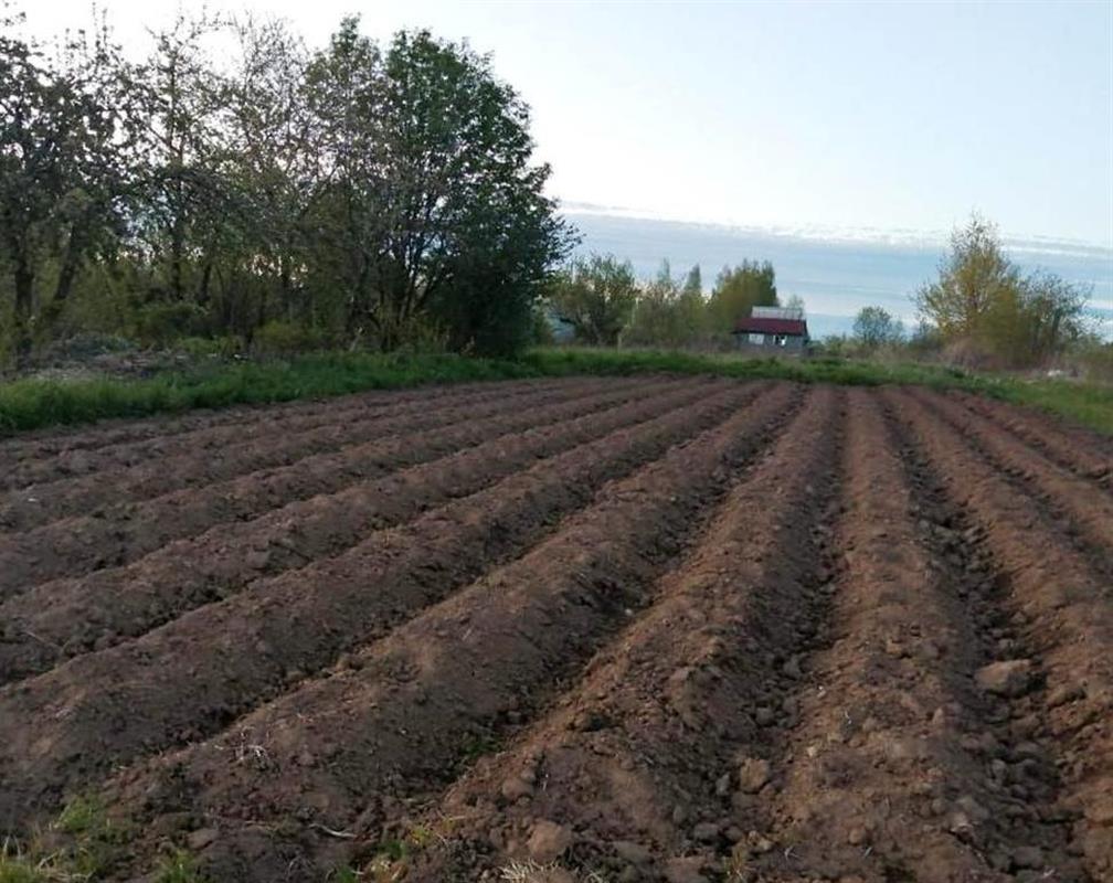 Костромичам предлагают бесплатно землю для выращивания картофеля и овощей
