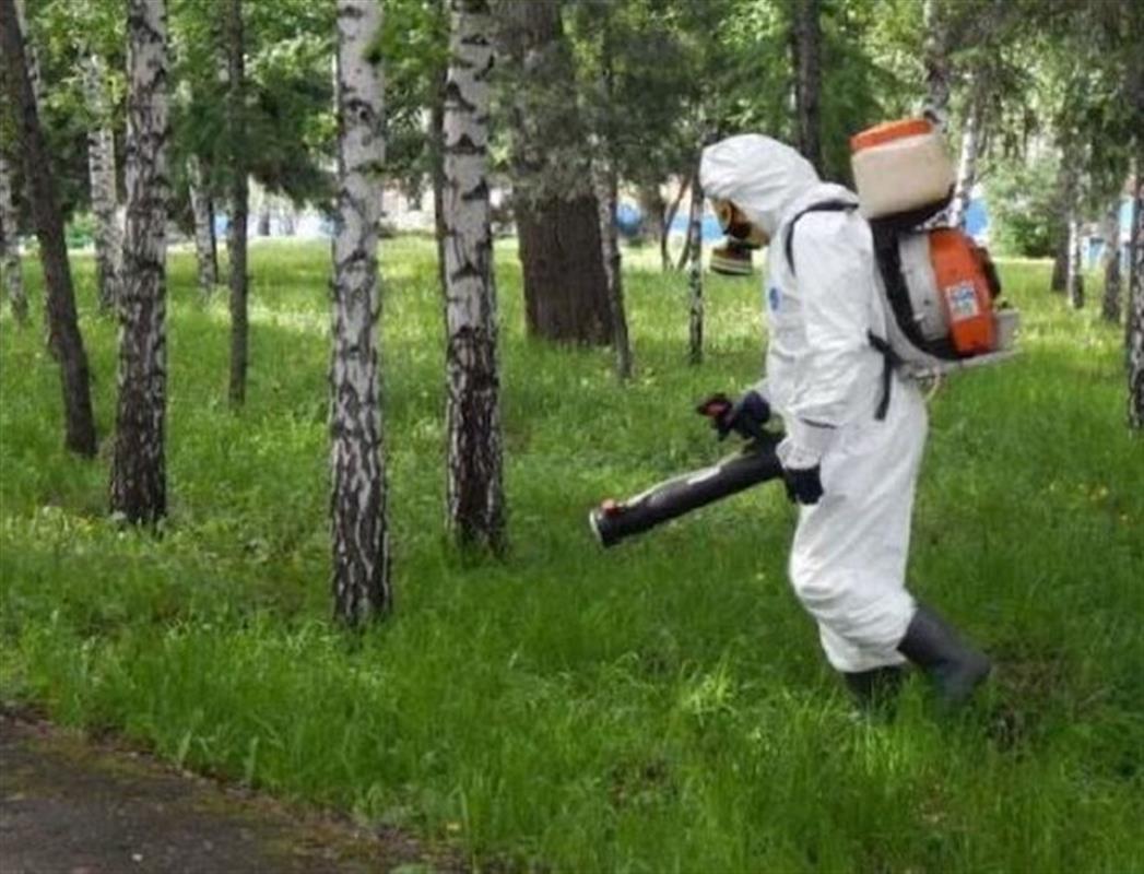 Городские территории в Костроме повторно обрабатывают от клещей
