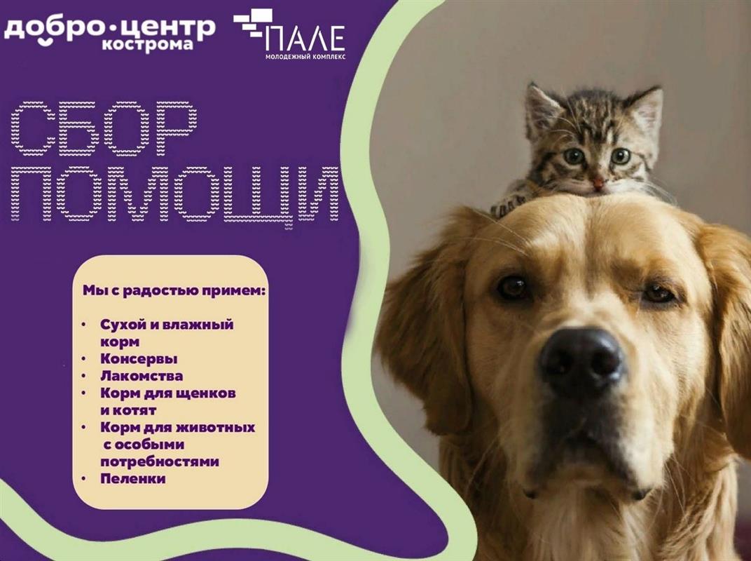 Костромичи могут принять участие в доброй акции «Корм для хвостиков»