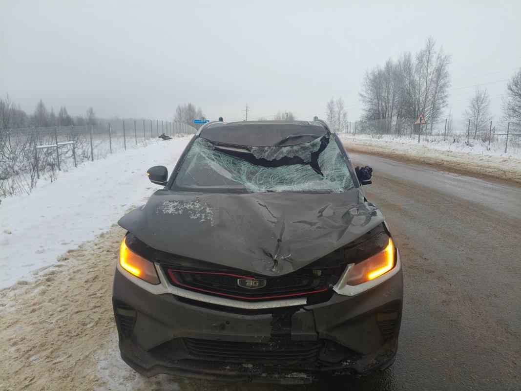 Костромским водителям напоминают правила передвижения в зоне знака «Дикие животные»