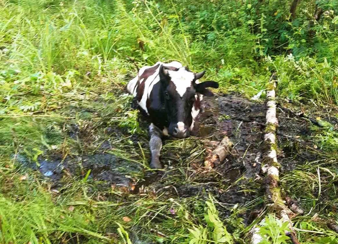 Спасатели три часа вызволяли корову Наташку из болотной топи