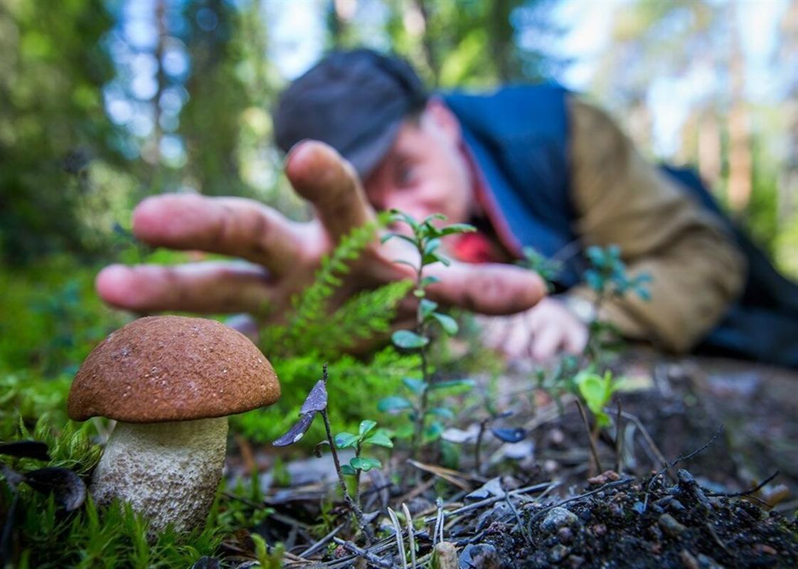 Более ста грибников потерялись в костромских лесах за месяц