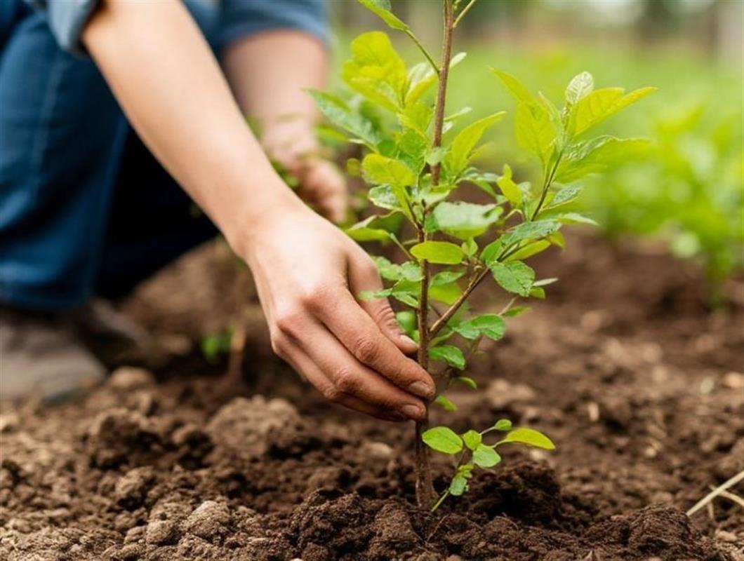 Костромичи могут предложить городские территории, которым требуется озеленение
