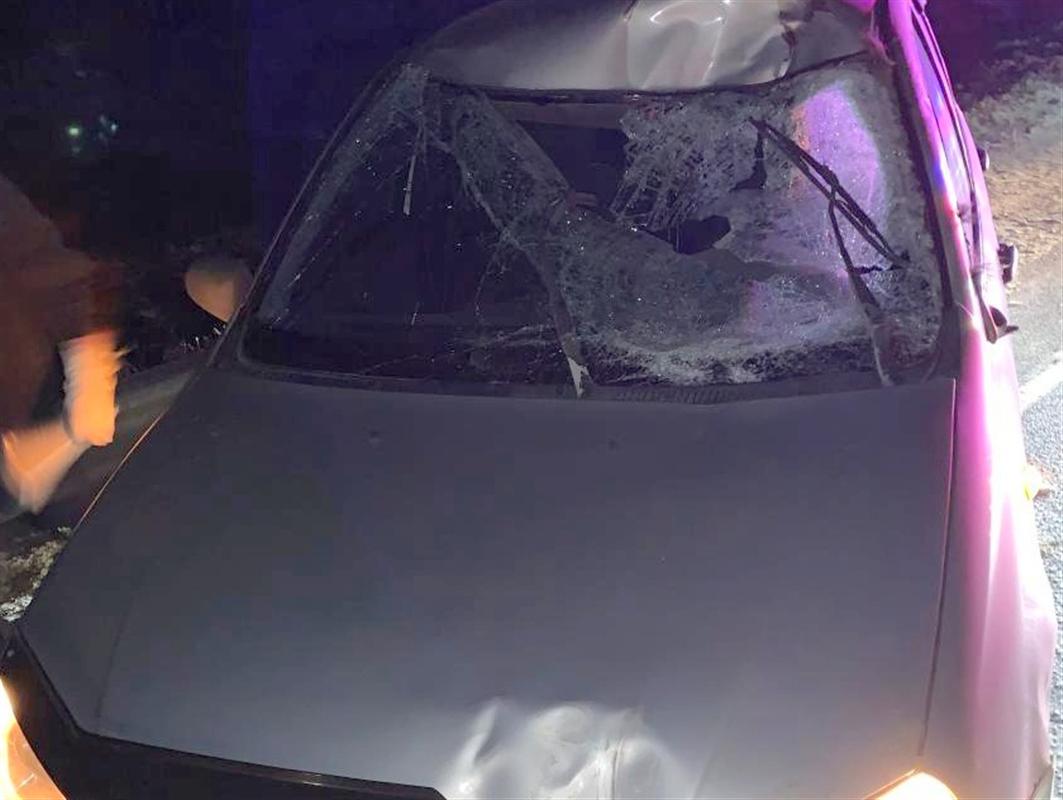 В Костромском районе водитель легкового автомобиля сбил лося
