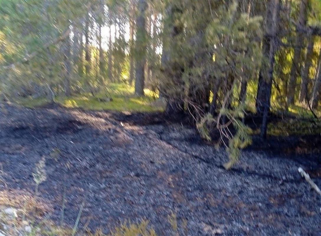 Грозовой разряд стал причиной пожара в костромском лесу