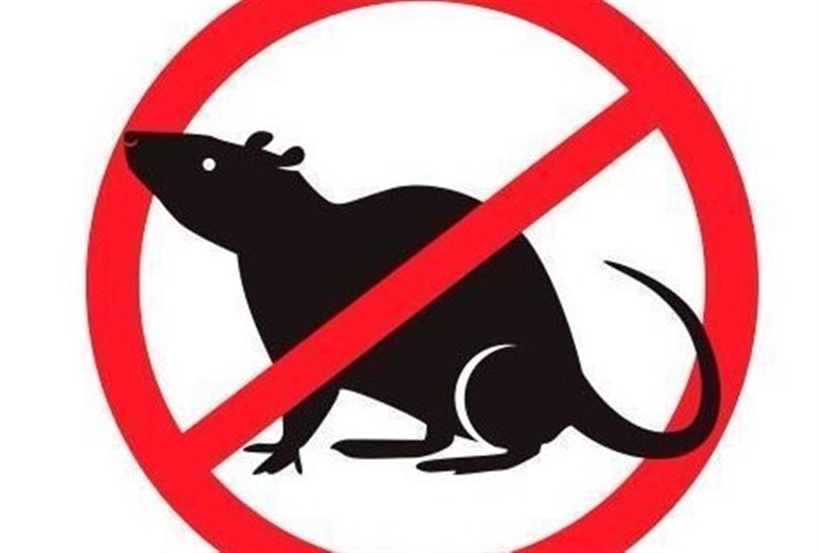 В Костроме целый месяц будут травить крыс