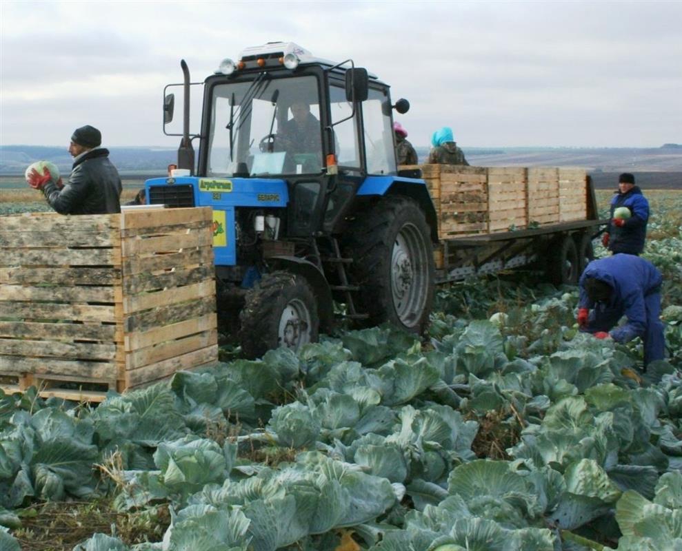 Костромские аграрии завершили уборку овощных культур