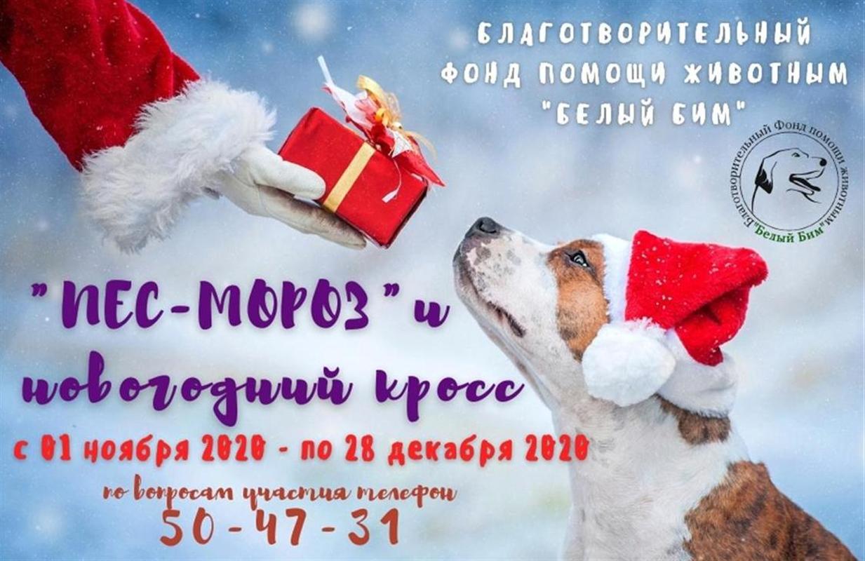 Костромичей приглашают стать Дедом Морозом для бездомных животных