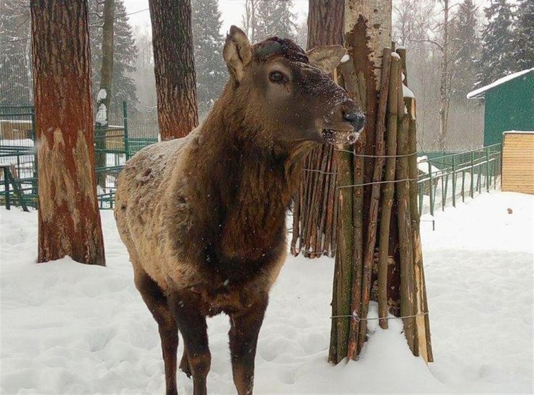 Марал Гоша из Костромского зоопарка остался без рогов